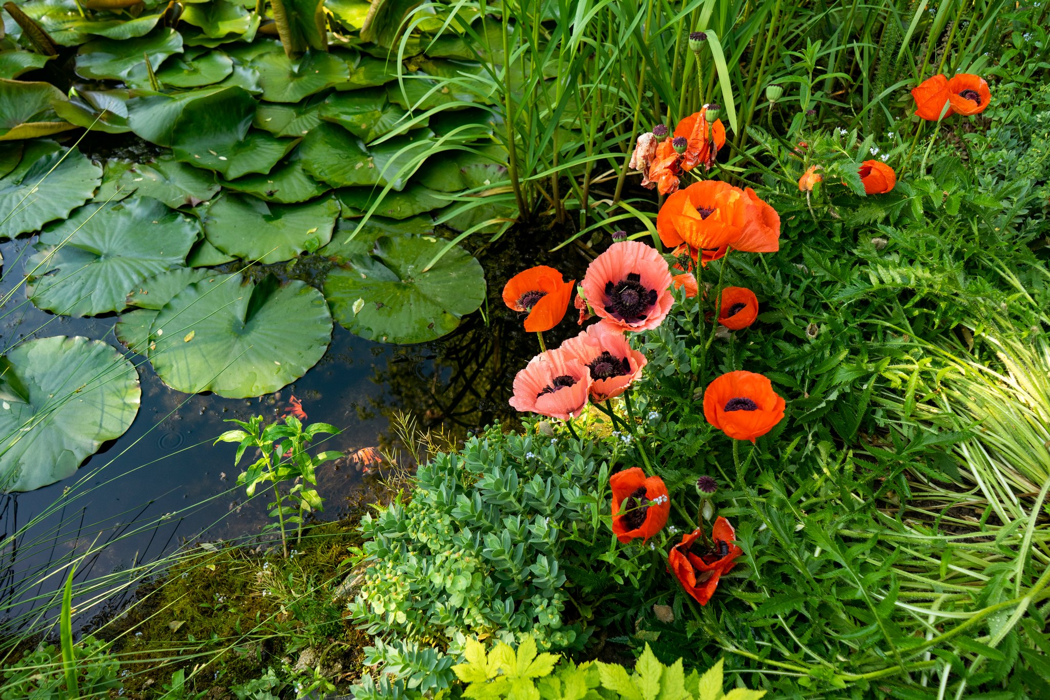 Staw z liliami